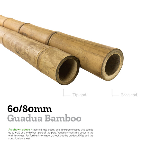 60/80mm guadua bamboo explainer image comparing the diameters of the base and tip to show tapering