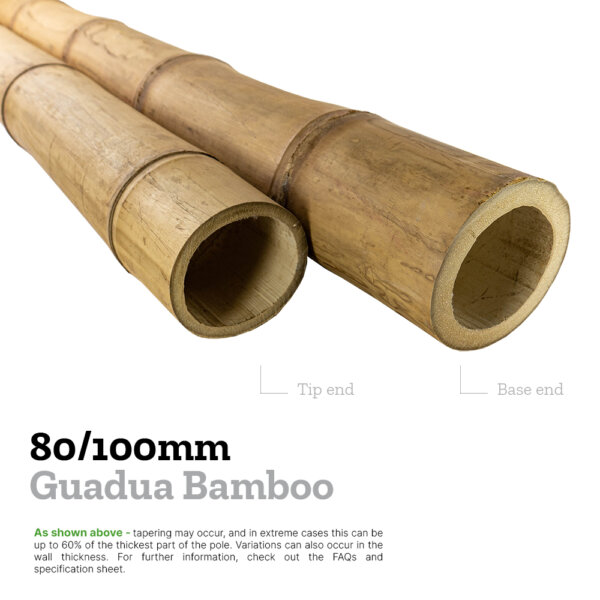 80/100mm guadua bamboo explainer image comparing the diameters of the base and tip to show tapering