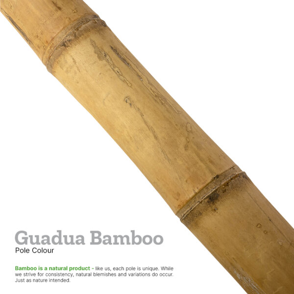 Explainer image showing the colour of guadua bamboo with supporting text explaining variations do occur