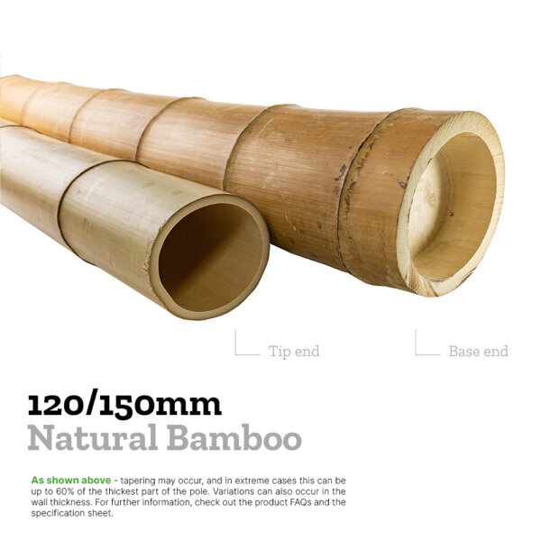 120/150mm moso bamboo explainer image comparing the diameters of the base and tip to show tapering