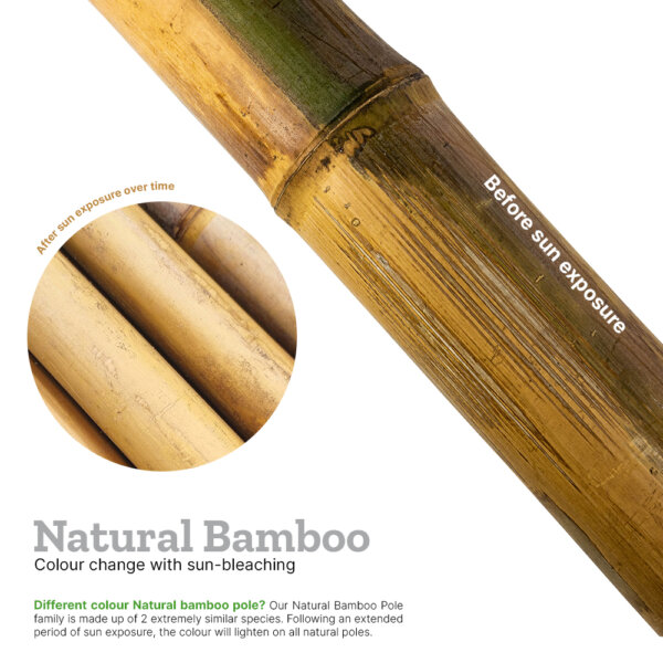 Explainer image showing how green and vivax bamboo's colour changes in sunlight eventually