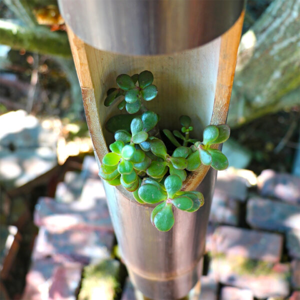 A close-up photo of a succulent plant planted inside a java black bamboo planter