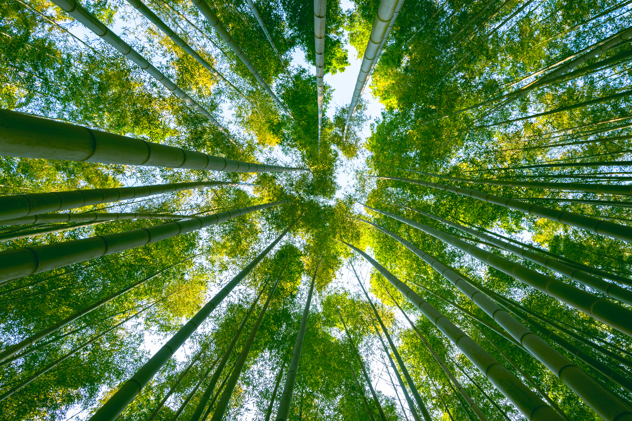 Looking up at the canopy of a lush green bamboo forest