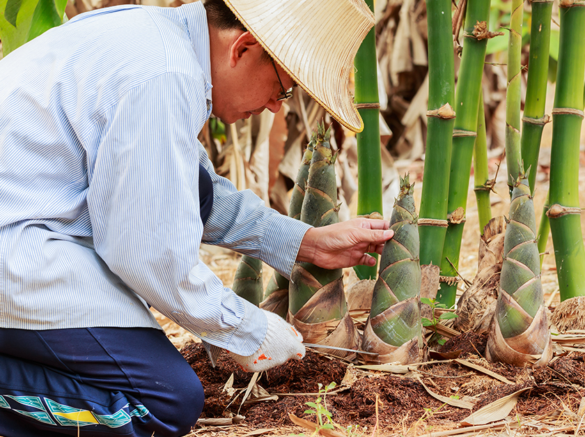 A man checking the bamboo shoots are growing well in the forest