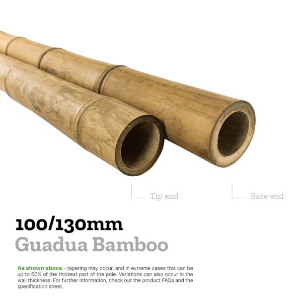 5.85m Guadua Bamboo Pole 100/130mm - Image 2